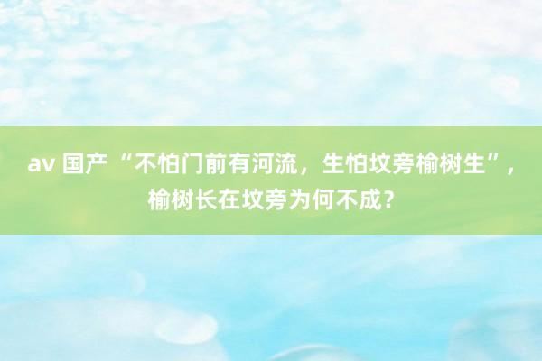 av 国产 “不怕门前有河流，生怕坟旁榆树生”，榆树长在坟旁为何不成？